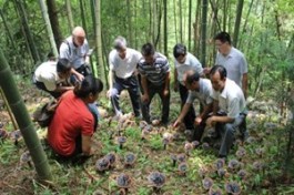 农村种植这些最赚钱（农村致富种植好项目有哪些）